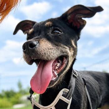 Diane -  Spaniel and Terrier Dog for Adoption in Chatham, New Jersey - Diane | PetCurious