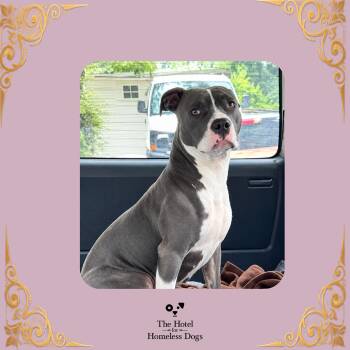 Dove -  American Staffordshire Terrier and Mixed Breed Dog for Adoption in Cumberland, Rhode Island - Dove | PetCurious