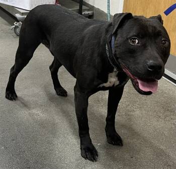 Rescue Terrier and Pit Bull Terrier Dogs for Adoption - IAN | PetCurious