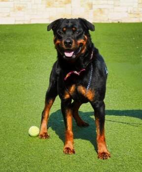 Plankton -  Rottweiler and Mixed Breed Dog for Adoption in North Richland Hills, Texas - Plankton | PetCurious