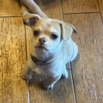 Little Miss -  Pug and Spaniel Dog for Adoption in Seal Beach, California - Little Miss | PetCurious