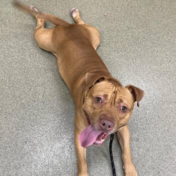 Beastie Green -  English Bulldog Dog for Adoption in Chicago, Illinois - Beastie Green | PetCurious