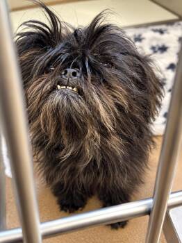 Maddie -  Shih Tzu Dog for Adoption in Portland, Maine - Maddie | PetCurious