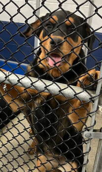 Rescue Rottweiler and Husky Dogs for Adoption in Sterling, Massachusetts - Lilac 5 Months (Avail 11/26) | PetCurious