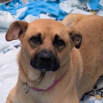 Mixed Breed Dogs Available for Adoption in Naperville, Illinois - Princess | PetCurious