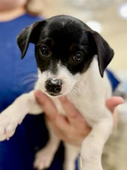 Lulu (53600) -  Border Collie and Jack Russell Terrier Dog for Adoption in Columbia, Maryland - Lulu (53600) | PetCurious