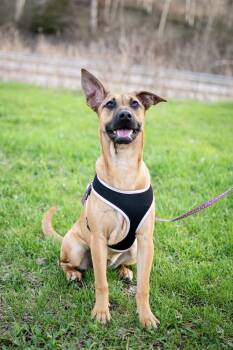 Shepherd and Mixed Breed Dogs Available for Adoption in Frankfort, New York - Elpaba | PetCurious