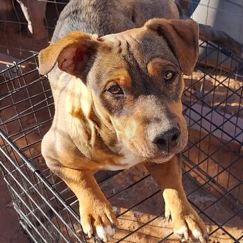 Wrinkles -  Chiweenie Dog Available for Adoption in El Paso, Texas - Wrinkles | PetCurious