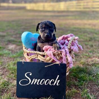 Hound and Australian Shepherd Dogs Available for Adoption - Smooch 01-1314 | PetCurious