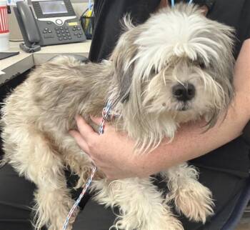 DEXTER -  Mixed Breed Dog for Adoption in Dallas, Texas - DEXTER | PetCurious