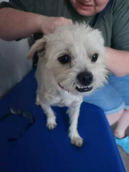 Harriet Gertrude -  Terrier Dog for Adoption in Mesa, Arizona - Harriet Gertrude | PetCurious