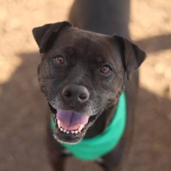 KYOTA -  American Staffordshire Terrier Dog for Adoption in San Antonio, Texas - KYOTA | PetCurious