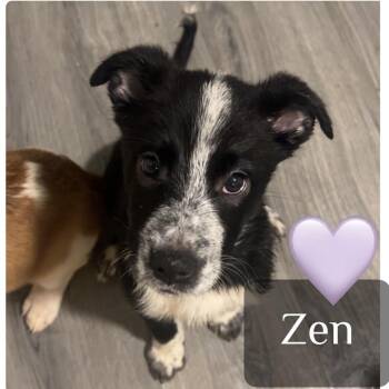 Zen -  Australian Cattle Dog Blue Heeler and Husky Dog for Adoption in Muncie, Indiana - Zen | PetCurious