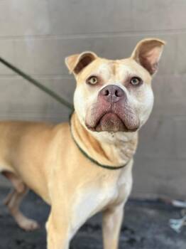 Pit Bull Terrier Dogs Available for Adoption - Nutter Butter  | PetCurious