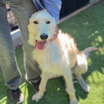Leo A2268138 -  Labrador Retriever Dog for Adoption in Los Angeles, California - Leo A2268138 | PetCurious