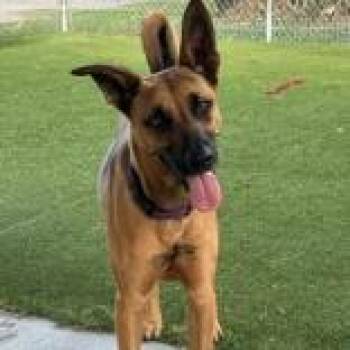 German Shepherd Dog Dogs Available for Adoption - Rammy | PetCurious