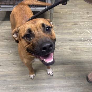 Logan -  Mixed Breed Dog for Adoption in Summerville, South Carolina - Logan | PetCurious