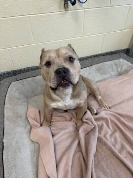 Rescue Fox Terrier and Mixed Breed Dogs for Adoption in Westland, Michigan - Ribeye | PetCurious