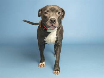 PEANUT -  Pit Bull Terrier Dog for Adoption in Phoenix, Arizona - PEANUT | PetCurious