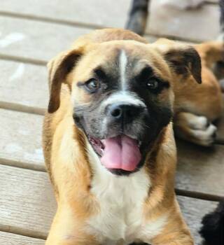 Boxer Dogs Available for Adoption in Austin, Texas - Hopscotch  | PetCurious