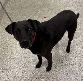 Smokey -  Mixed Breed Dog for Adoption in Kansas City, Missouri - Smokey | PetCurious