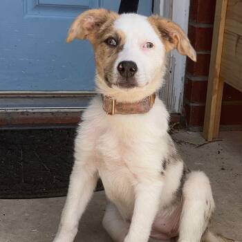 Pebbles -  Australian Shepherd Dog for Adoption in Martinez, California - Pebbles | PetCurious