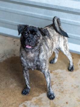 NESPRESSO -  Pug Dog for Adoption in Fresno, California - NESPRESSO | PetCurious