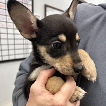 Chihuahua Dogs Available for Adoption - Jude | PetCurious