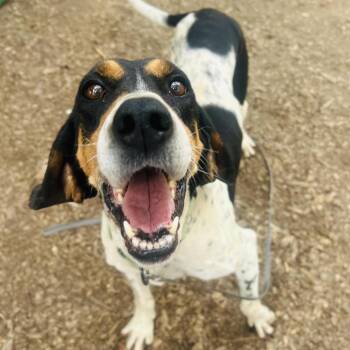 Hound Dogs Available for Adoption - Polly | PetCurious