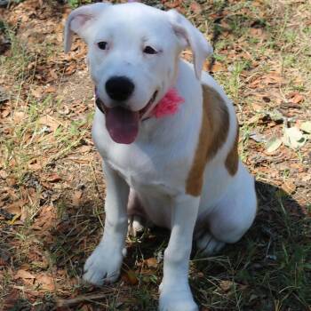 Rescue Dogo Argentino Dogs for Adoption in Bandera, Texas - Pocket | PetCurious