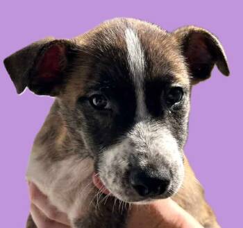 Rescue Hound and Pit Bull Terrier Dogs for Adoption in Savannah, Georgia - Ace | PetCurious
