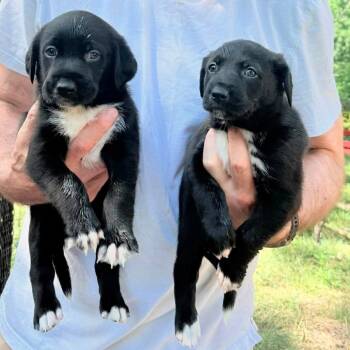 McMuffin -  Basset Hound and Mixed Breed Dog for Adoption in Fairfax Station, Virginia - McMuffin | PetCurious