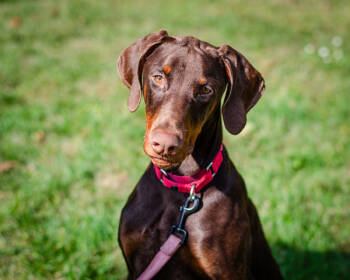 Rescue Doberman Pinscher Dogs for Adoption in Brewster, Massachusetts - MARQUIS | PetCurious