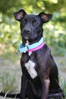 Saturday Morning in NH. Come Meet our Adoptable Dogs Wednesday-S -  Black Labrador Retriever Dog for Adoption in Manchester, New Hampshire - Saturday Morning In NH. Come Meet Our Adoptable Dogs Wednesday-S | PetCurious