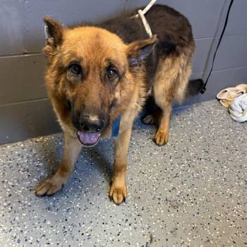 TUSC-Stray-84930 -  German Shepherd Dog and Mixed Breed Dog for Adoption in Tuscaloosa, Alabama - TUSC-Stray-84930 | PetCurious