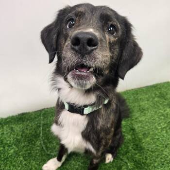 Cash -  Mixed Breed Dog for Adoption in Columbia, Missouri - Cash | PetCurious