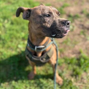 Ezekiel -  Mixed Breed Dog for Adoption in Huntington, West Virginia - Ezekiel | PetCurious