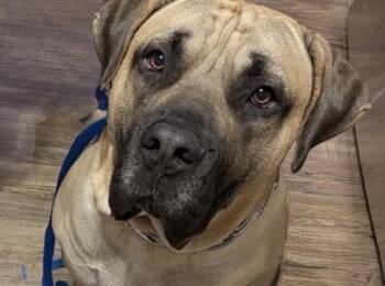 Presa Canario Dogs Available for Adoption in Reading, Pennsylvania - Leo | PetCurious