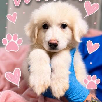 Willow -  Great Pyrenees Dog for Adoption in Conway, South Carolina - Willow | PetCurious