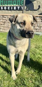 German Shepherd Dog and Husky Dogs Available for Adoption in Yakima, Washington - Lavandula | PetCurious