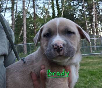 Pit Bull Terrier and Catahoula Leopard Dog Dogs Available for Adoption in Brookings, Oregon - Brady | PetCurious
