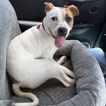 Martha (Anita) -  Boxer and Mixed Breed Dog for Adoption in Pinellas Park, Florida - Martha (Anita) | PetCurious