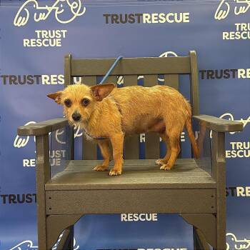 MAJA -  Terrier and Mixed Breed Dog for Adoption in Waterford, New Jersey - MAJA | PetCurious