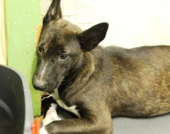 Sarah -  Shepherd and Mixed Breed Dog for Adoption in Picayune, Mississippi - Sarah | PetCurious