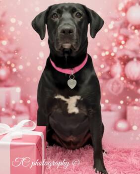 Rescue Black Labrador Retriever and Great Dane Dogs for Adoption in Nahunta, Georgia - LADY | PetCurious