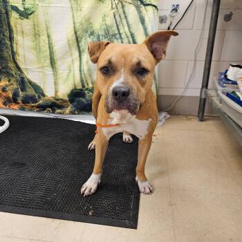 SCFL-Stray-67045 -  Mixed Breed Dog for Adoption in Lake Panasoffkee, Florida - SCFL-Stray-67045 | PetCurious