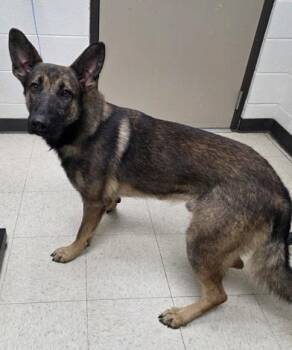Rescue German Shepherd Dog Dogs for Adoption in Baltimore, Maryland - Simba | PetCurious