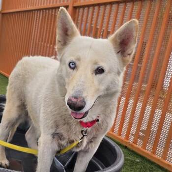 MADDIE -  Siberian Husky Dog for Adoption in Las Vegas, Nevada - MADDIE | PetCurious