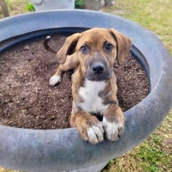 Hound Dogs Available for Adoption in Manchester, New Hampshire - Salt In NH! Come Meet Our Adoptable Dogs Wednesday-Saturday. Mor | PetCurious