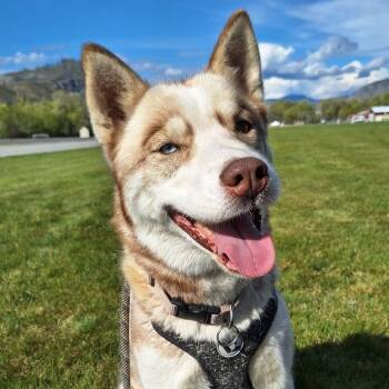 Husky Dogs Available for Adoption in Tonasket, Washington - Reagen | PetCurious